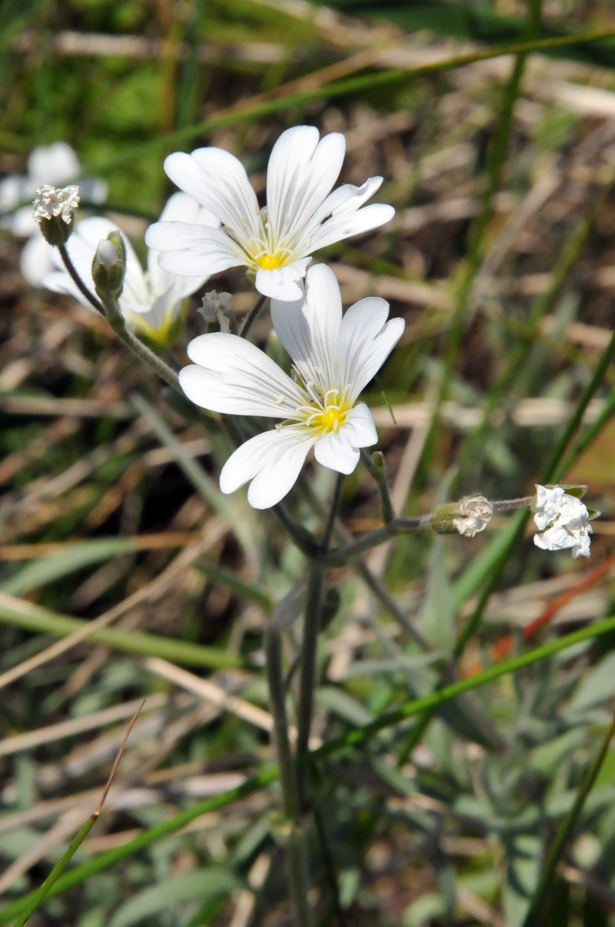 Cerastium arvense (door Hans Toetenel)