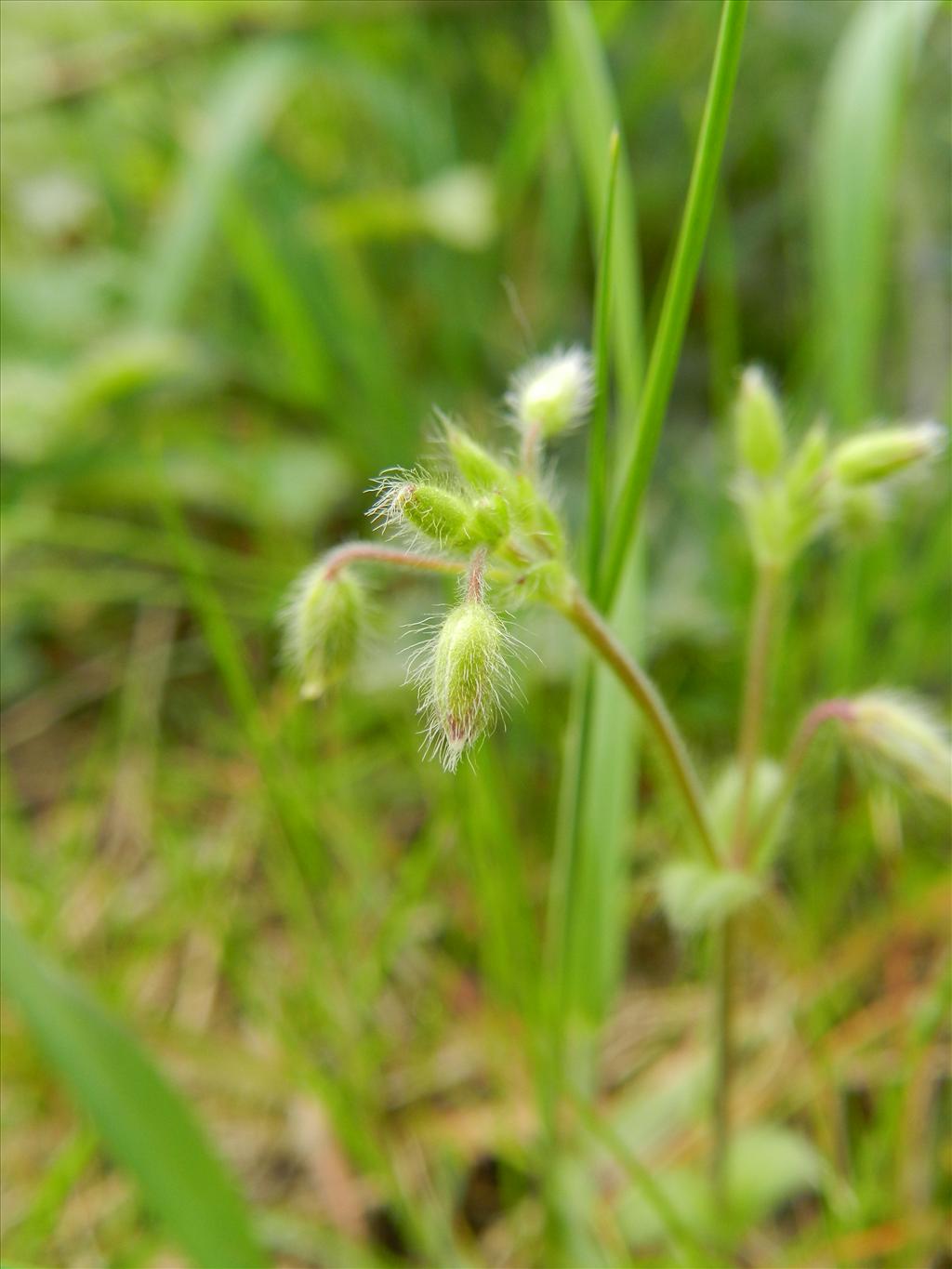 Cerastium brachypetalum (door Rutger Barendse)