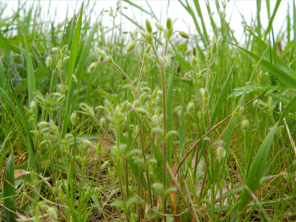 Cerastium brachypetalum (door Rutger Barendse)