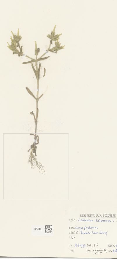 Cerastium dichotomum (door Pieter Stolwijk)
