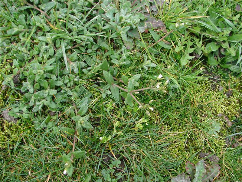 Cerastium fontanum subsp. vulgare (door Adrie van Heerden)