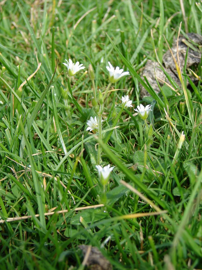 Cerastium fontanum (door Adrie van Heerden)