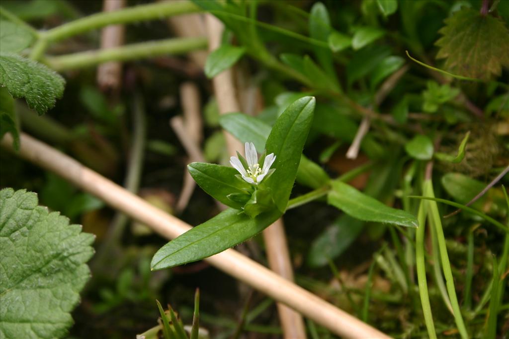 Cerastium fontanum subsp. holosteoides (door Niels Jeurink)