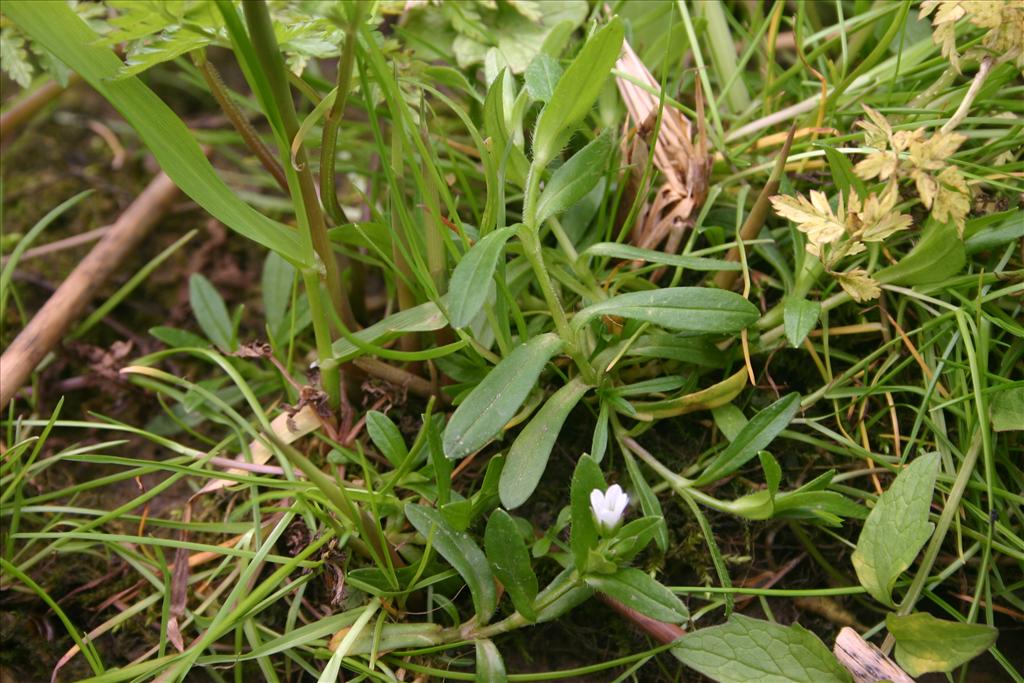 Cerastium fontanum subsp. holosteoides (door Niels Jeurink)