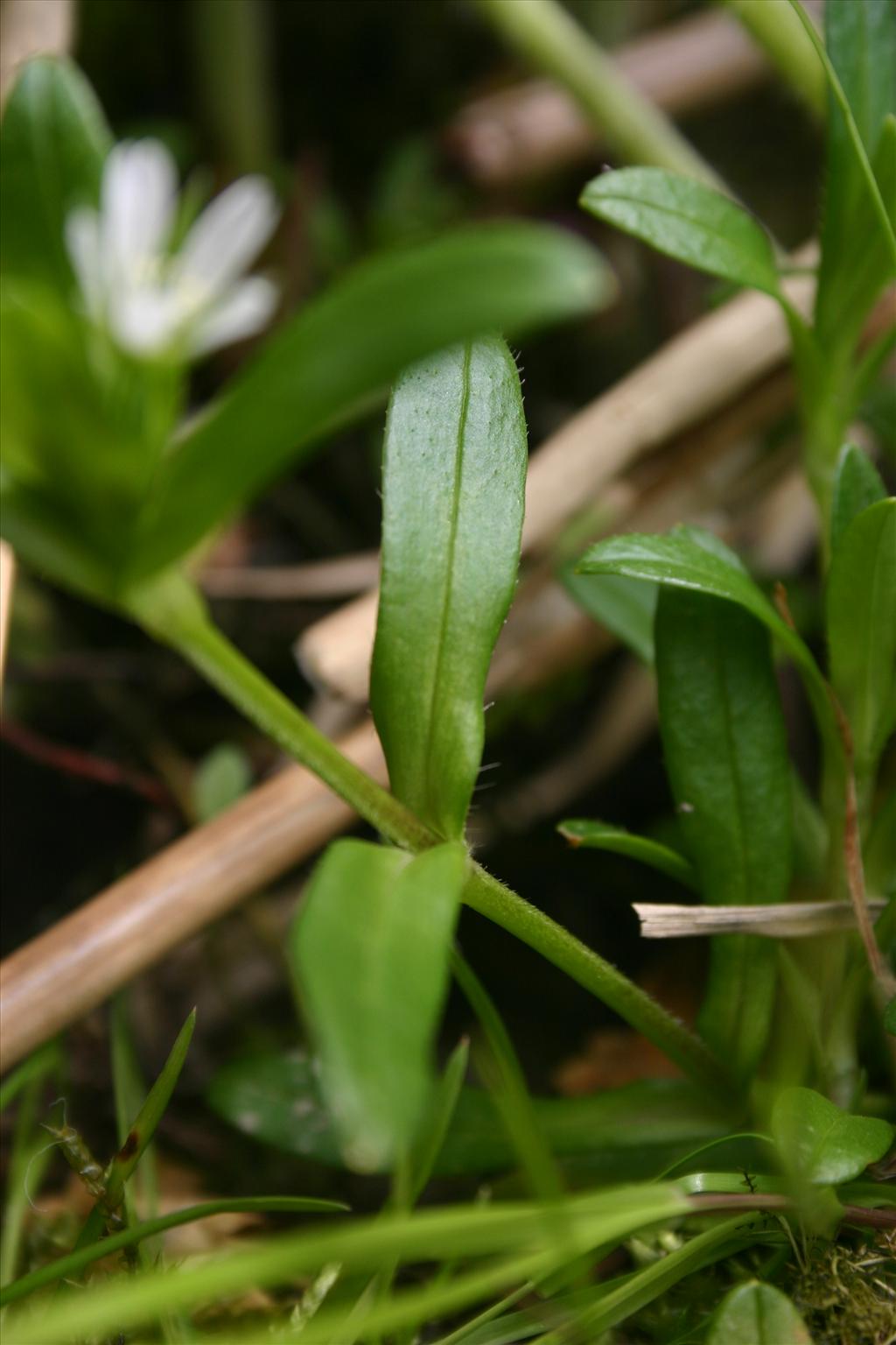 Cerastium fontanum subsp. holosteoides (door Niels Jeurink)