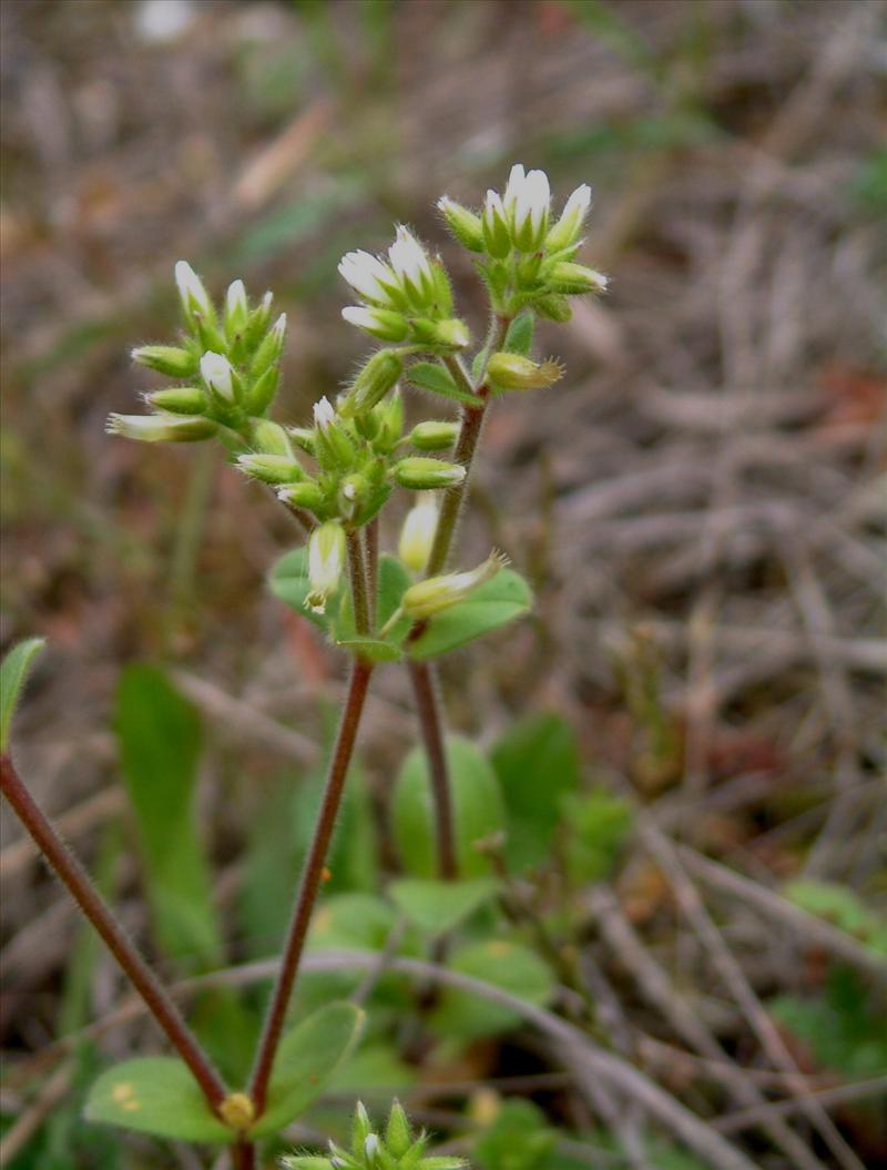 Cerastium glomeratum (door Adrie van Heerden)