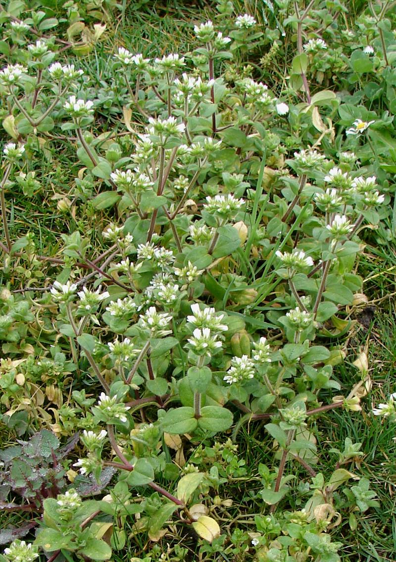 Cerastium glomeratum (door Adrie van Heerden)