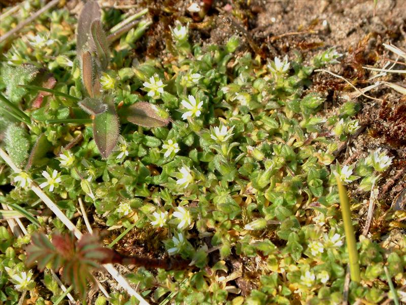 Cerastium semidecandrum (door Adrie van Heerden)