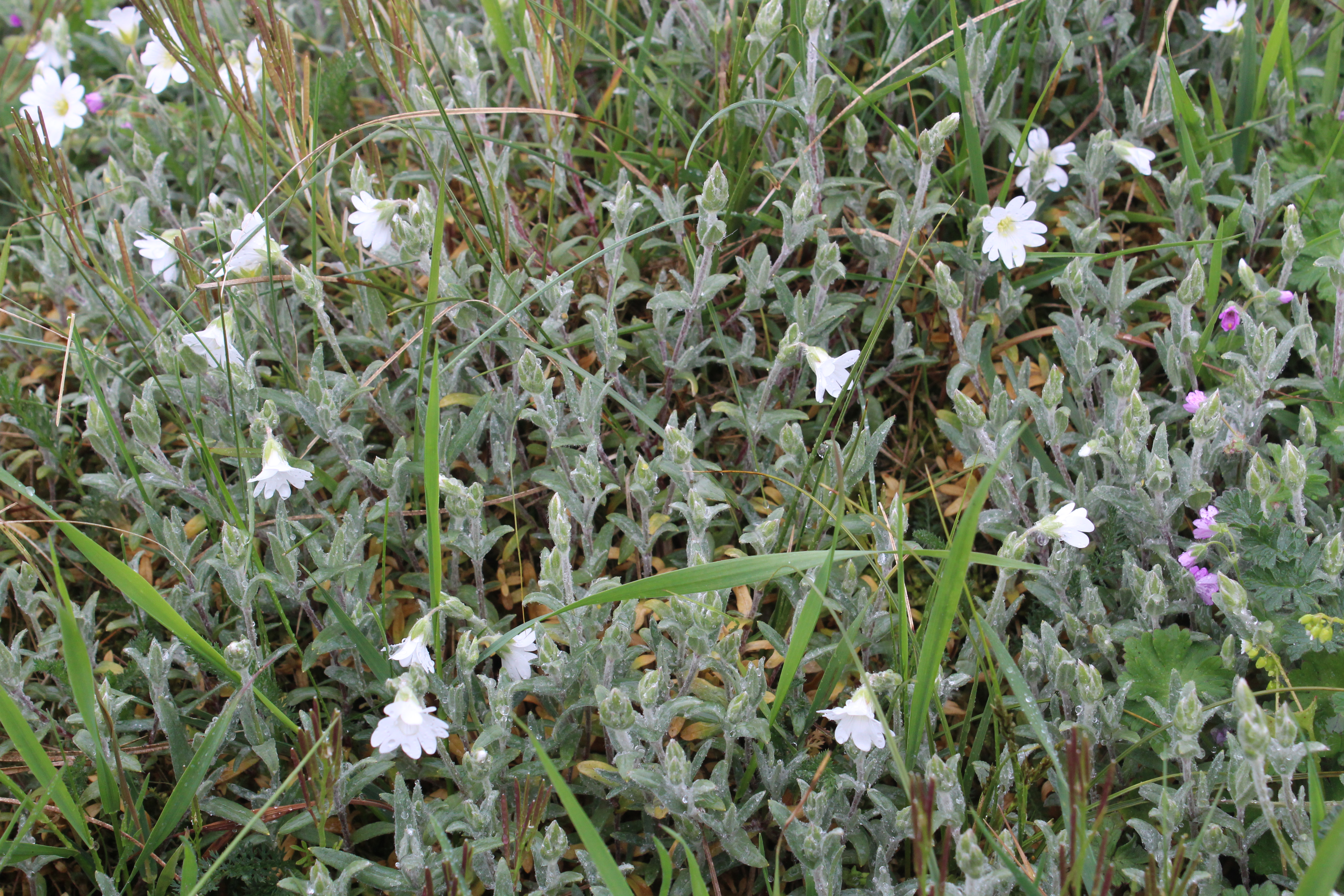 Cerastium tomentosum (door Niels Jeurink)