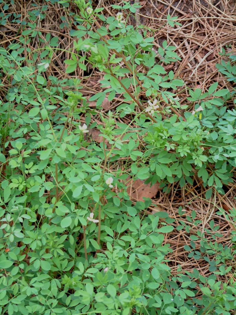 Ceratocapnos claviculata (door Adrie van Heerden)