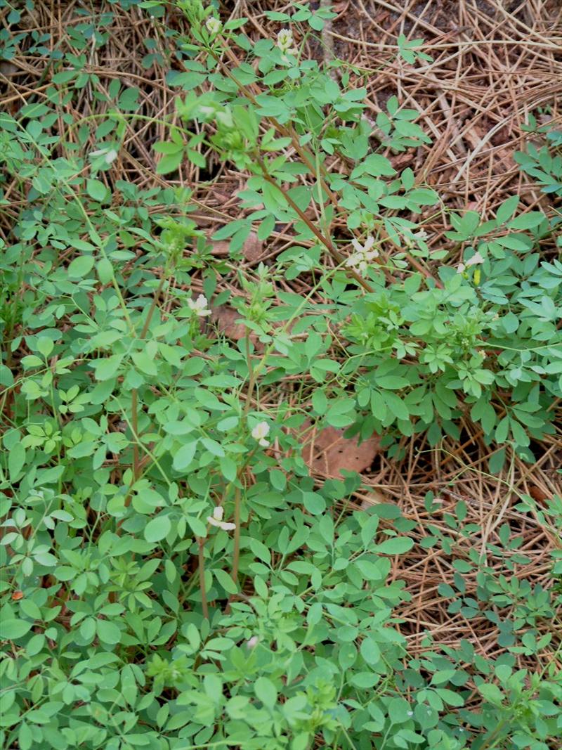 Ceratocapnos claviculata (door Adrie van Heerden)