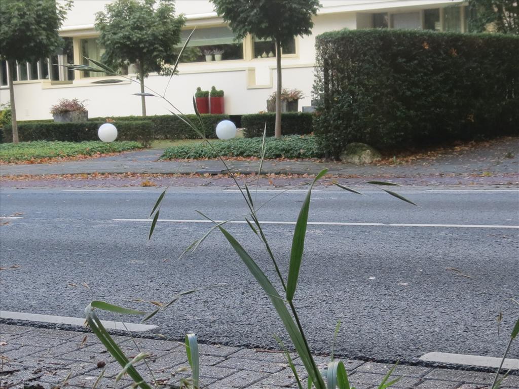 Ceratochloa sitchensis (door Pieter Stolwijk)