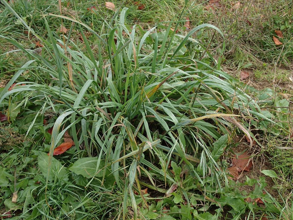 Ceratochloa sitchensis (door Adrie van Heerden)