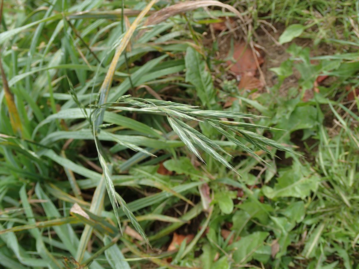 Ceratochloa sitchensis (door Adrie van Heerden)