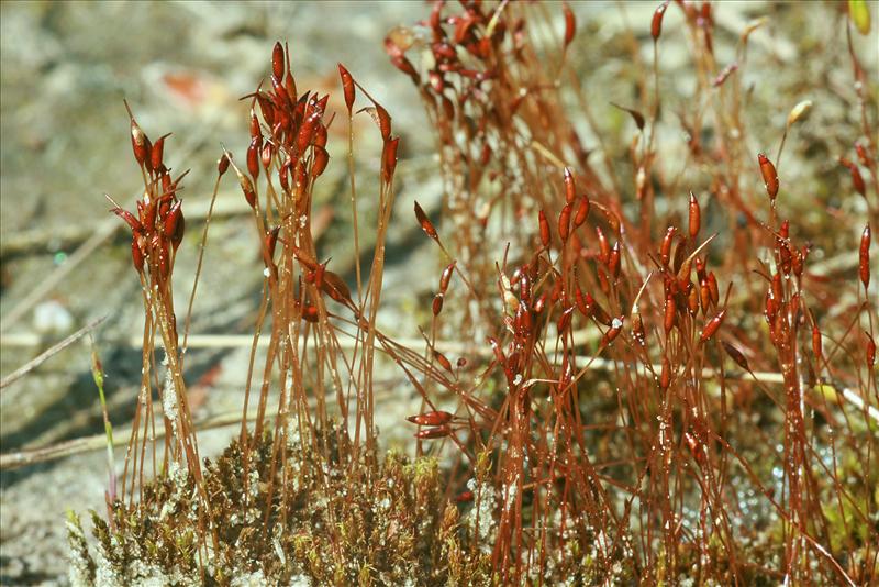 Ceratodon purpureus (door Jan Kersten)