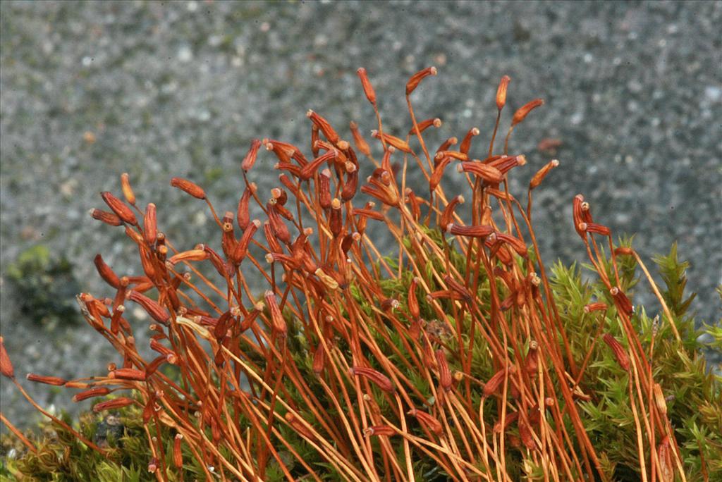 Ceratodon purpureus (door Jan Kersten)