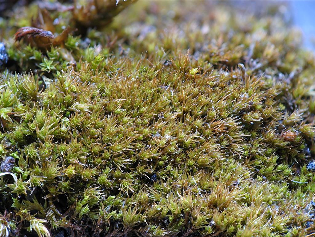 Ceratodon conicus (door Henk Siebel)