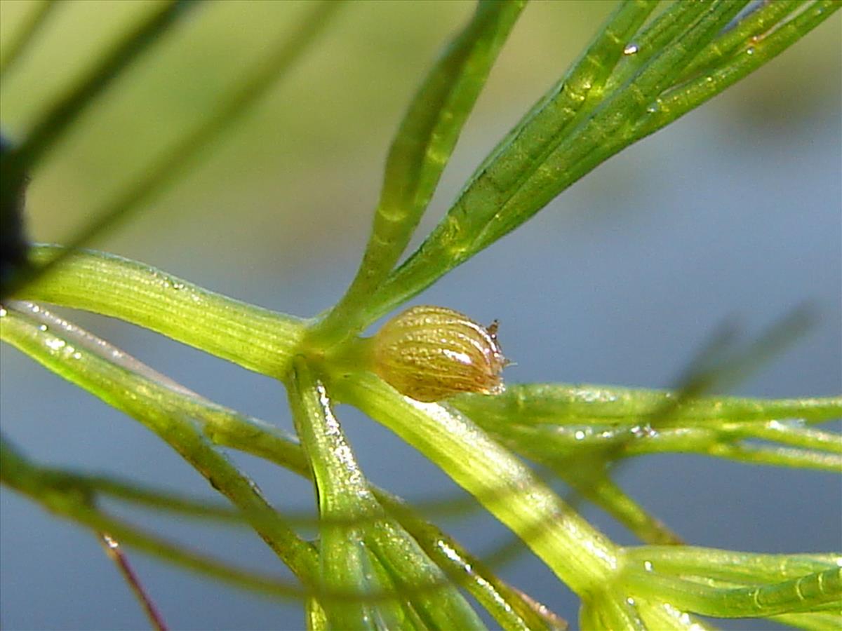 Ceratophyllum demersum (door Adrie van Heerden)