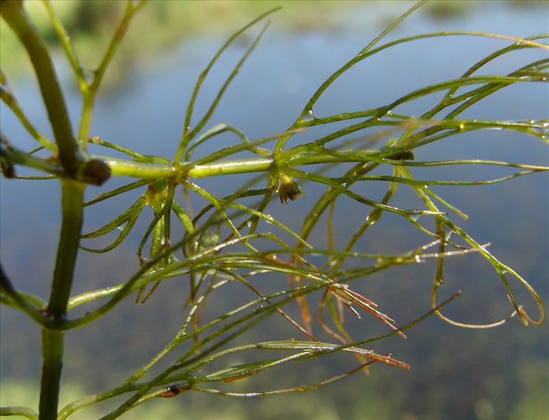 Ceratophyllum demersum (door Adrie van Heerden)