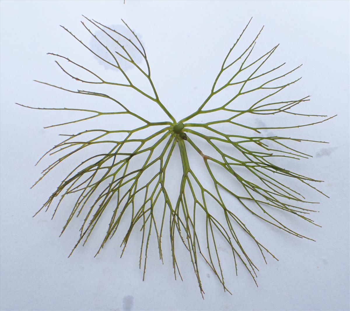 Ceratophyllum submersum (door Adrie van Heerden)