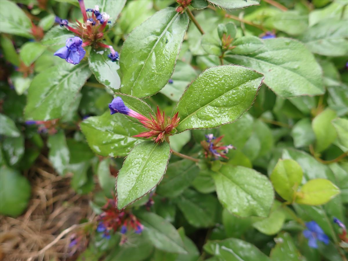 Ceratostigma plumbaginoides (door Aad van Diemen)