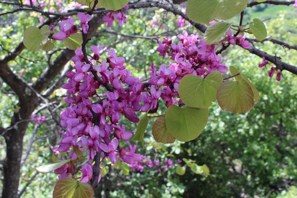 Cercis siliquastrum (door José Langens)