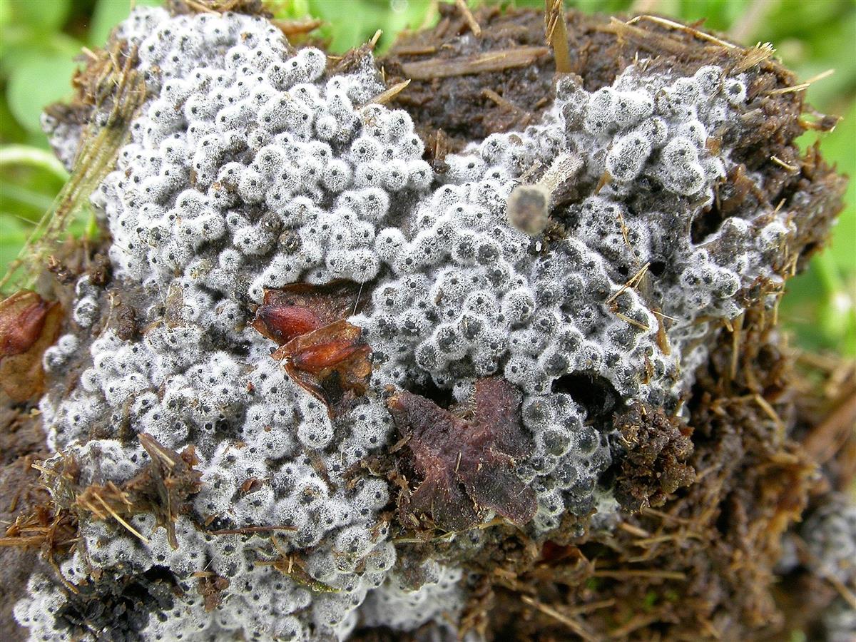 Cercophora coprophila (door Laurens van Run)