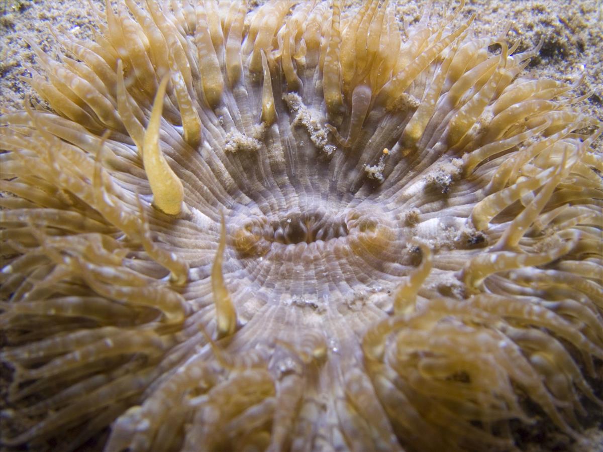 Cereus pedunculatus (door Marco Faasse)