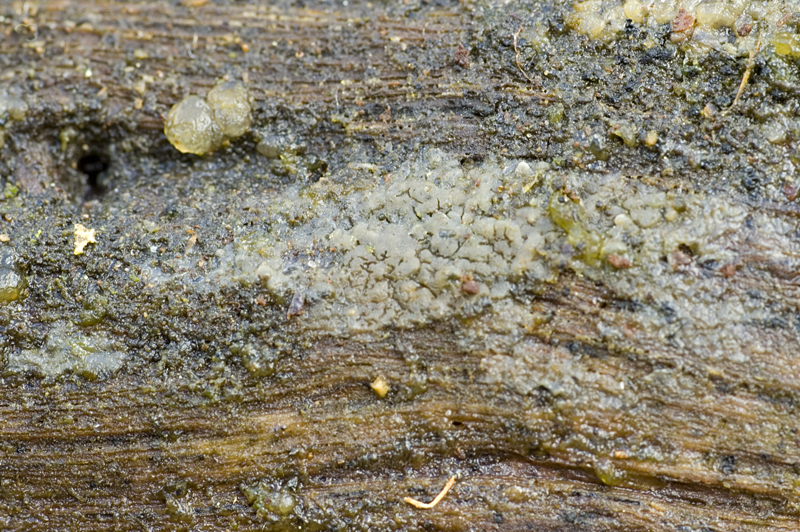 Cerinomyces crustulinus (door Nico Dam)