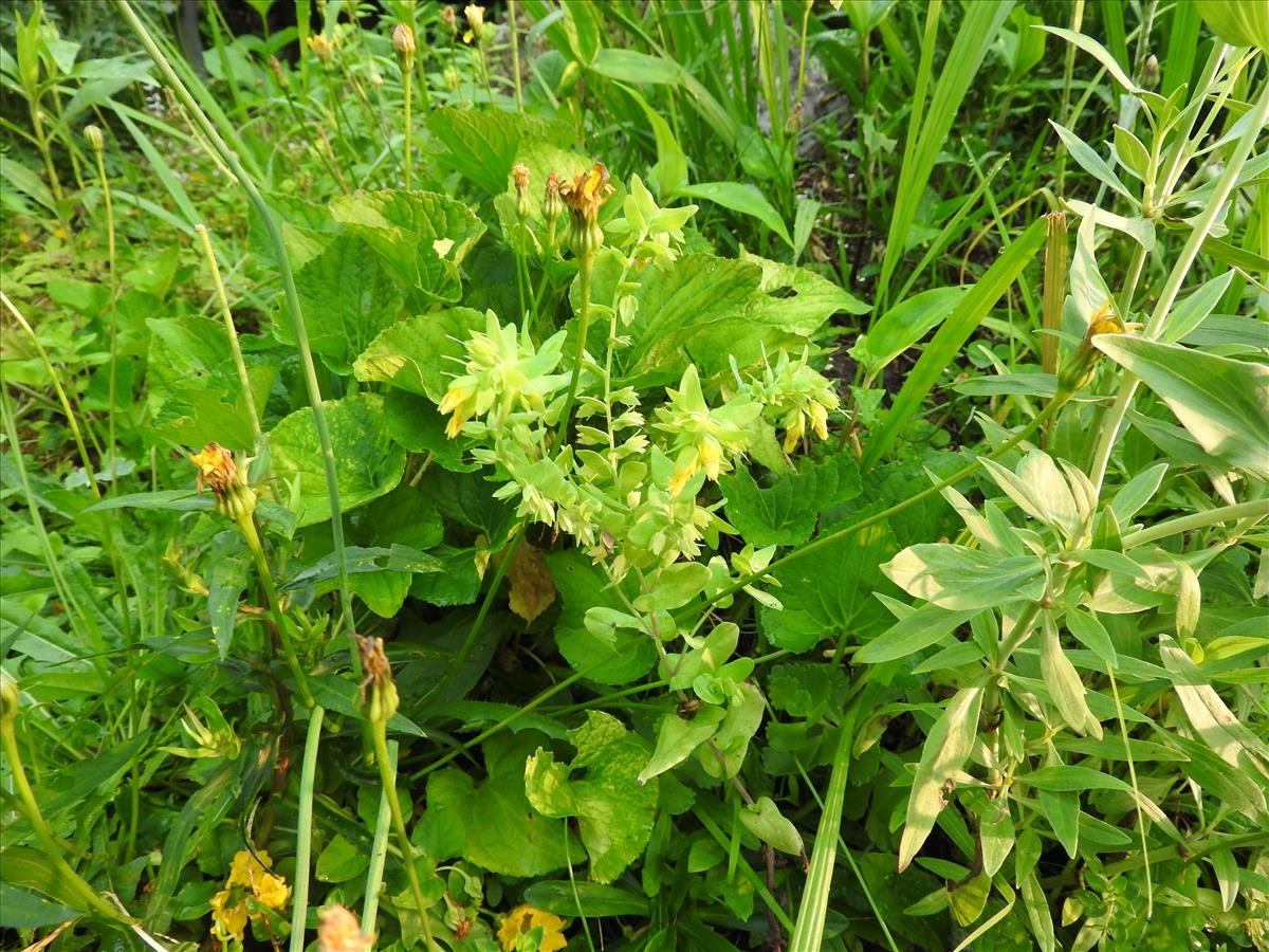 Cerinthe minor (door Toon Verrijdt)