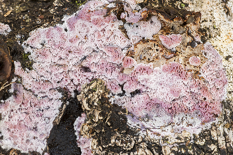 Ceriporia excelsa (door Nico Dam)