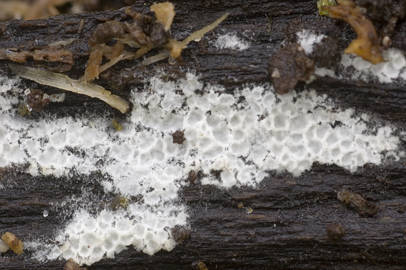 Ceriporia reticulata (door Nico Dam)