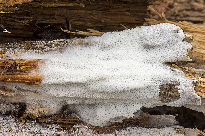 Ceriporiopsis mucida (door Nico Dam)