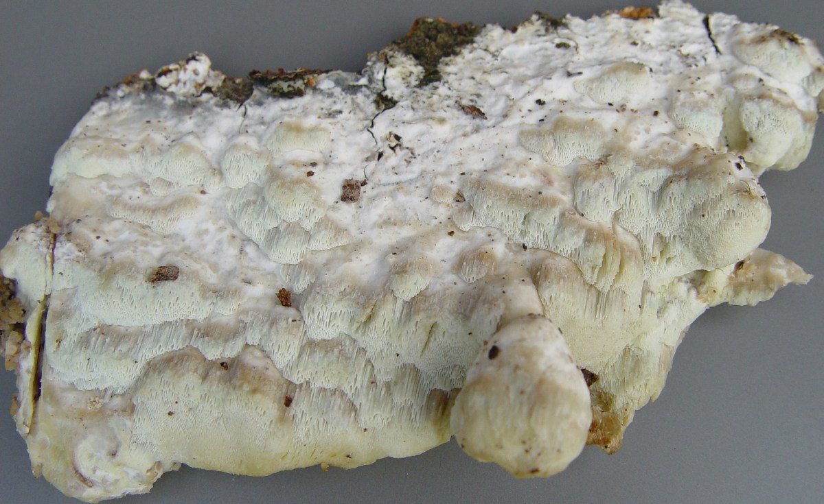 Gelatoporia pannocincta (door Hermien Wassink)