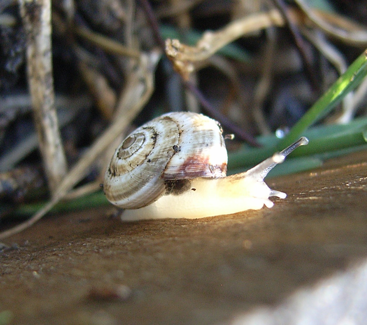 Cernuella aginnica (door Tello Neckheim)