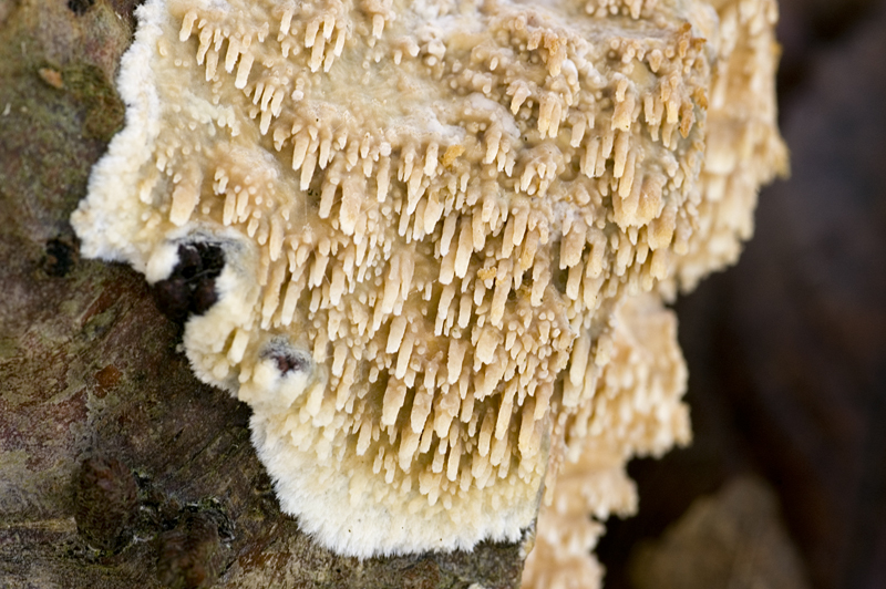 Radulomyces molaris (door Nico Dam)