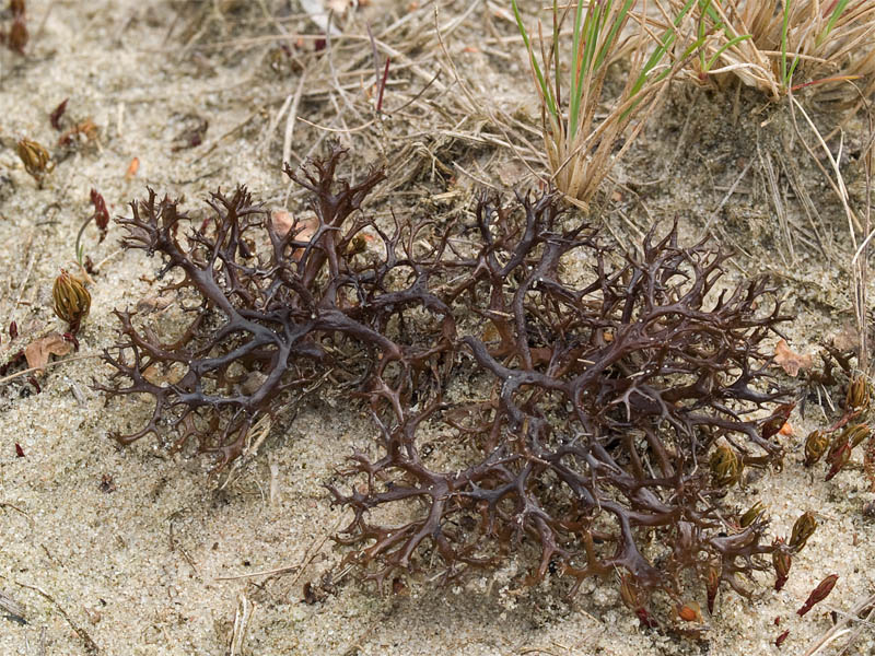 Cetraria aculeata (door Bart Horvers)