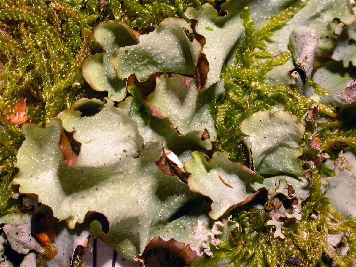 Cetrelia cetrarioides (door Kok van Herk)