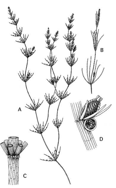 Chara globularis var. globularis (door Emile Nat)