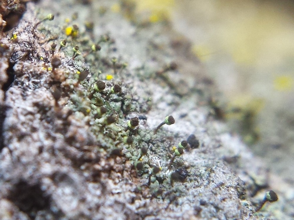 Chaenotheca phaeocephala (door Bart Hessen)