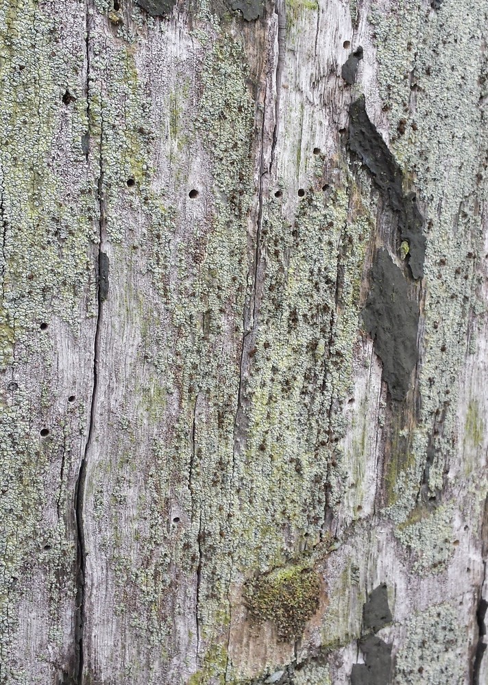 Chaenotheca trichialis (door Bart Hessen)