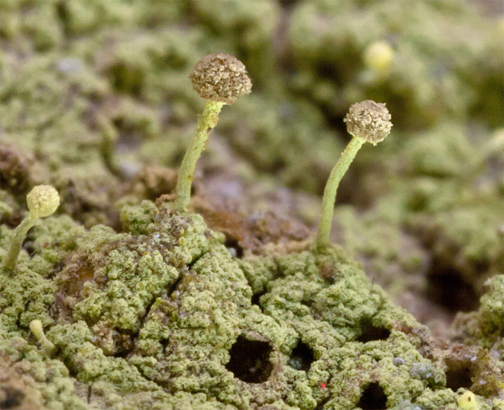 Chaenotheca furfuracea (door Norbert Stapper)