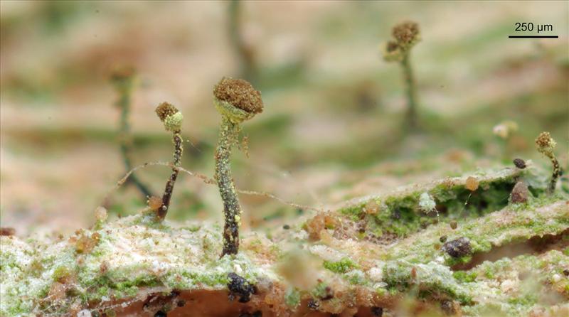 Chaenotheca chlorella (door Norbert Stapper)