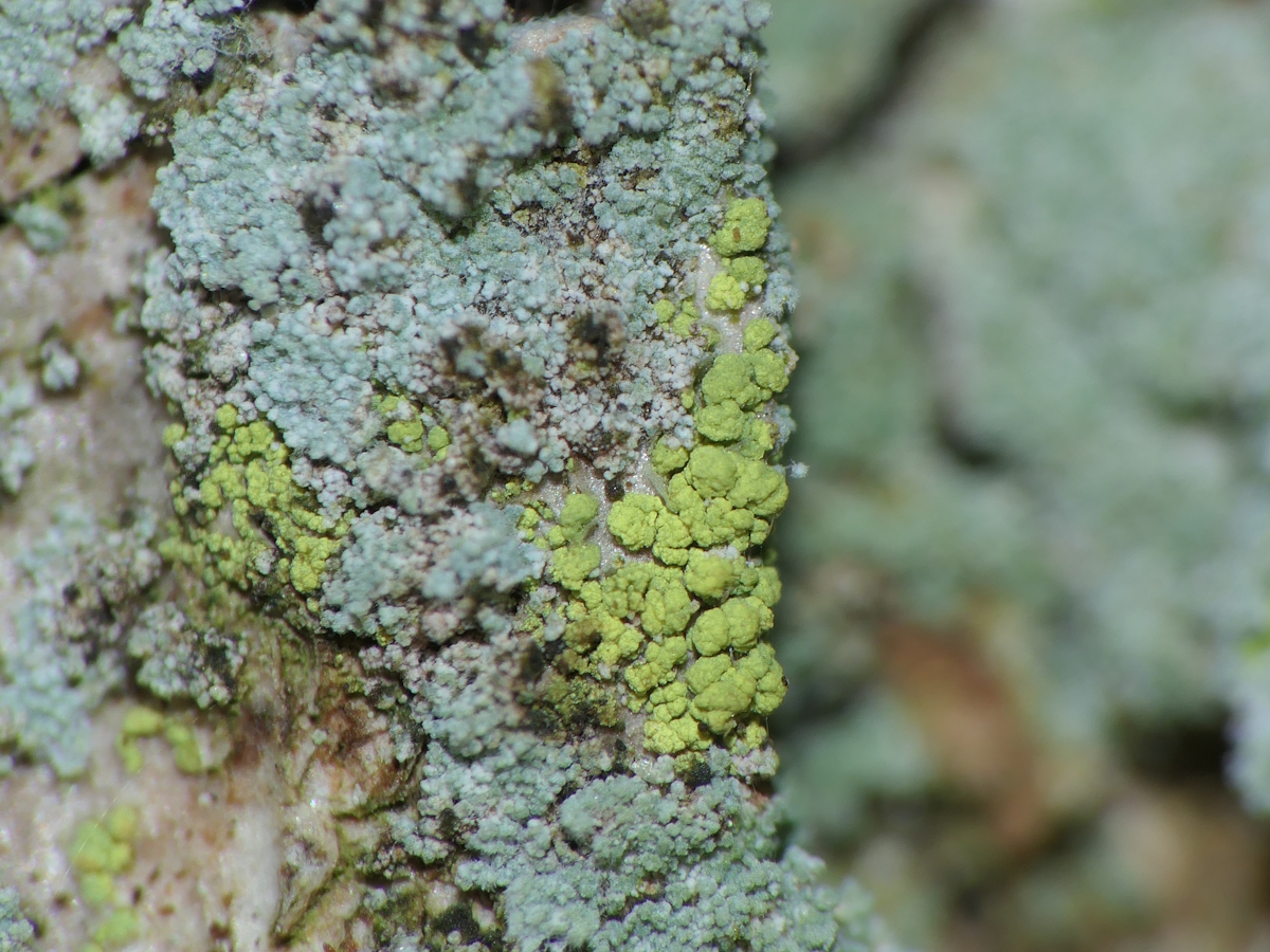Chaenotheca chrysocephala (door Henk-Jan van der Kolk)