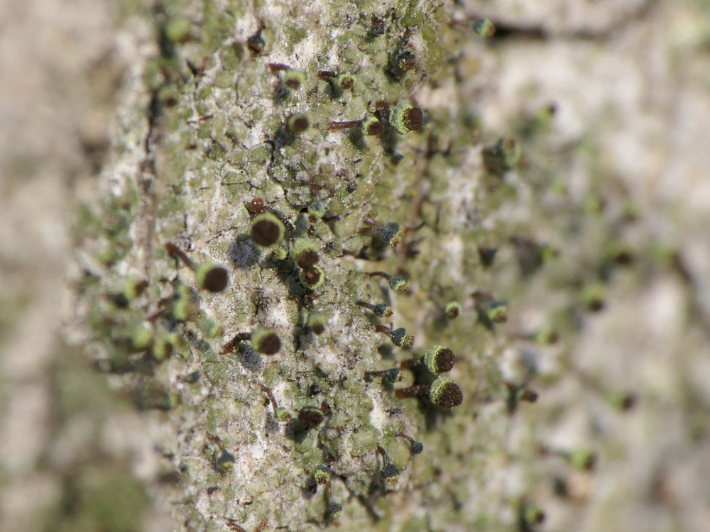 Chaenotheca phaeocephala (door Henk-Jan van der Kolk)