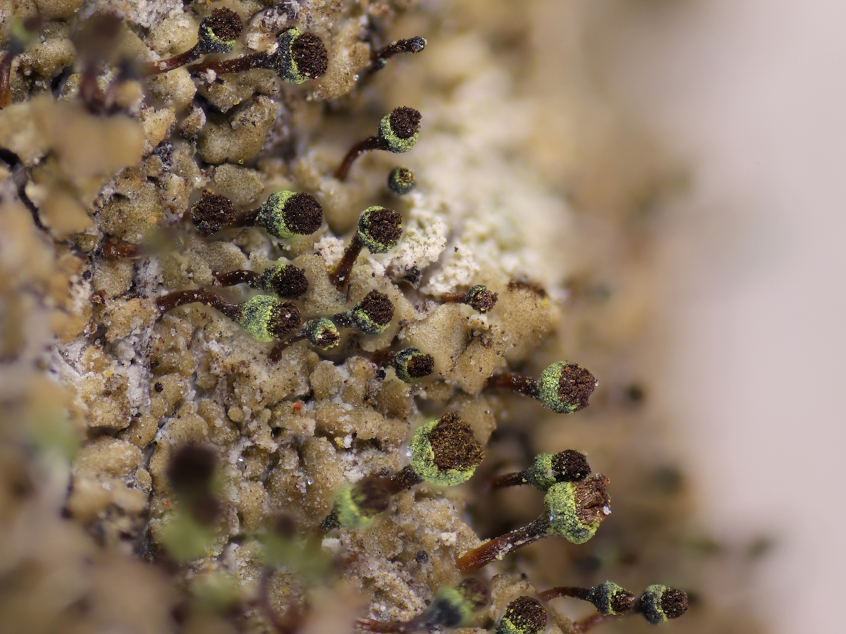 Chaenotheca phaeocephala (door Henk-Jan van der Kolk)