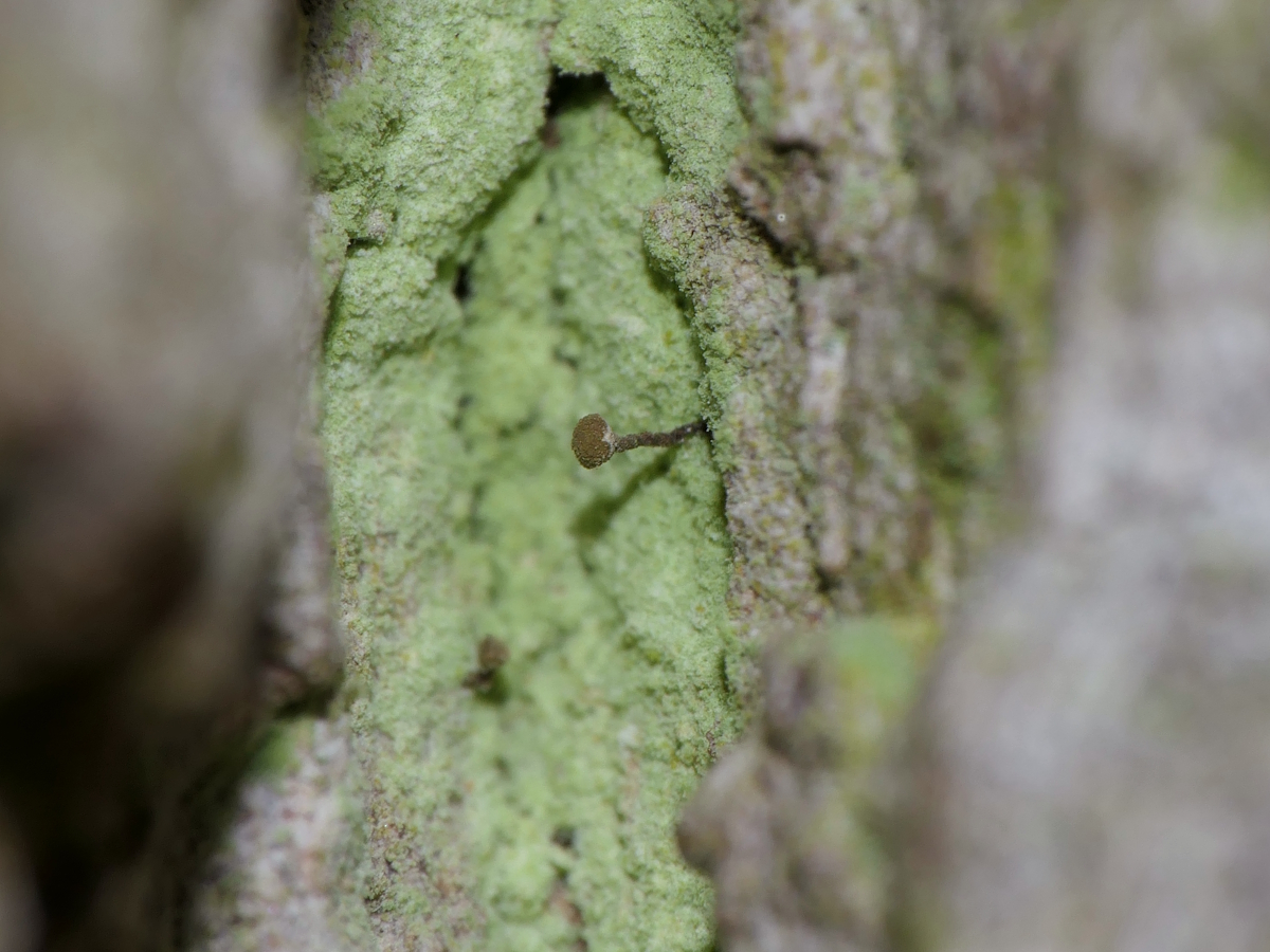 Chaenotheca stemonea (door Henk-Jan van der Kolk)