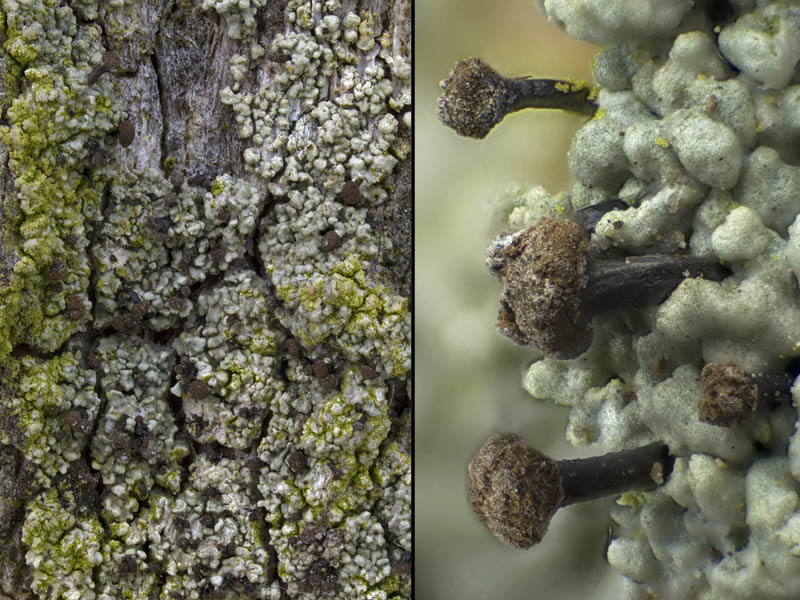 Chaenotheca trichialis (door Bart Horvers)