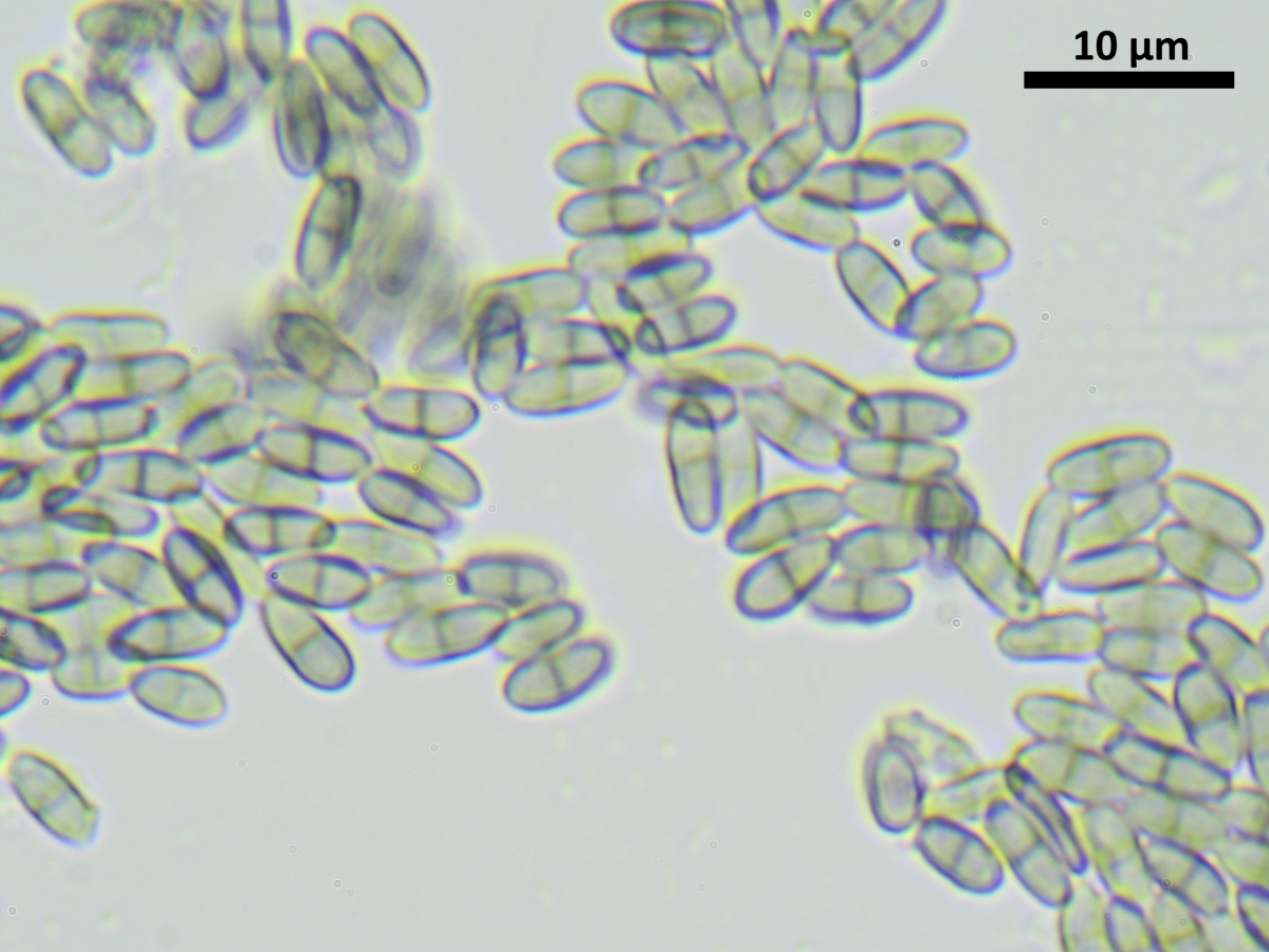 Chaenothecopsis pusilla (door Henk-Jan van der Kolk)