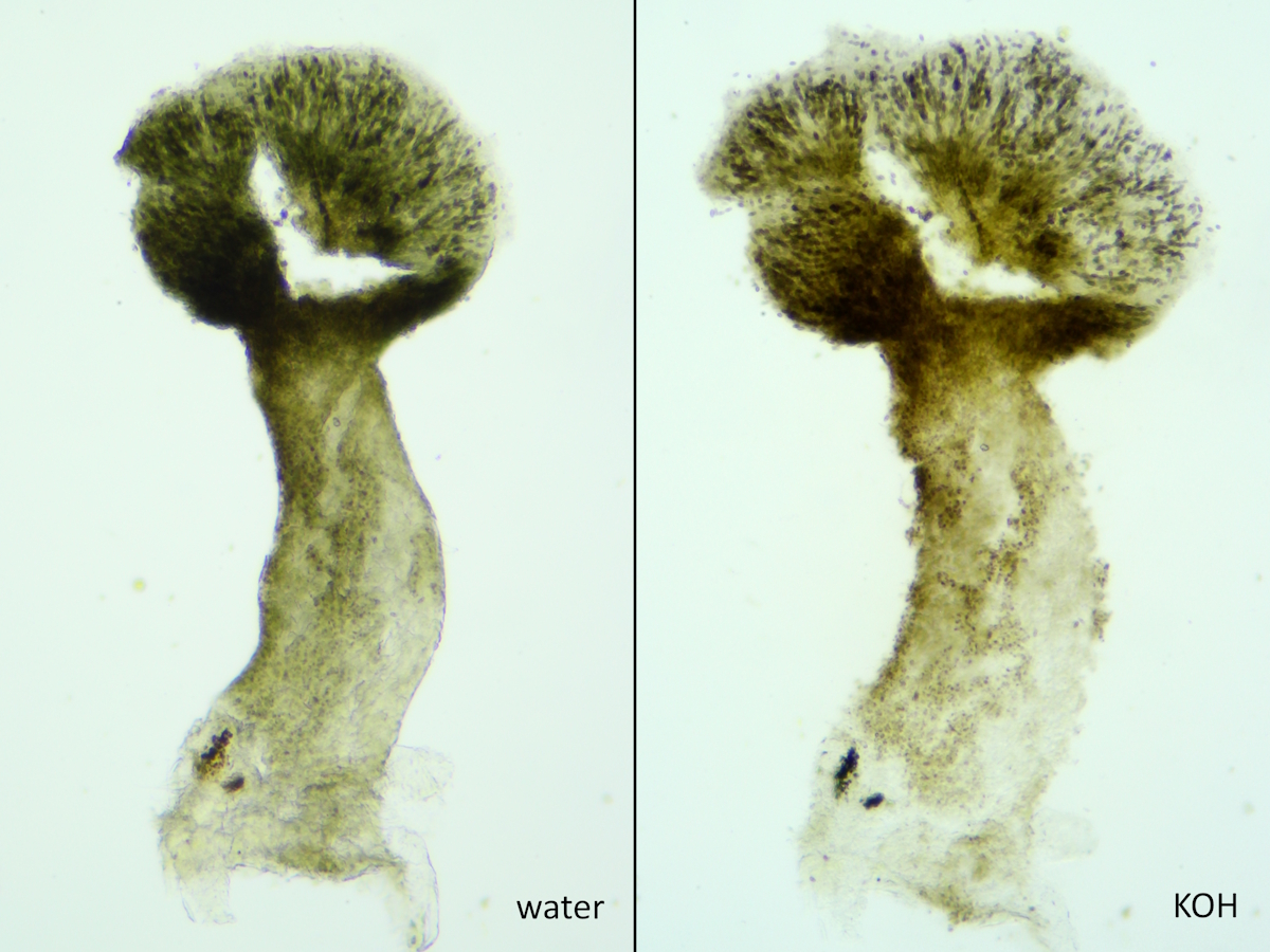 Chaenothecopsis pusilla (door Henk-Jan van der Kolk)